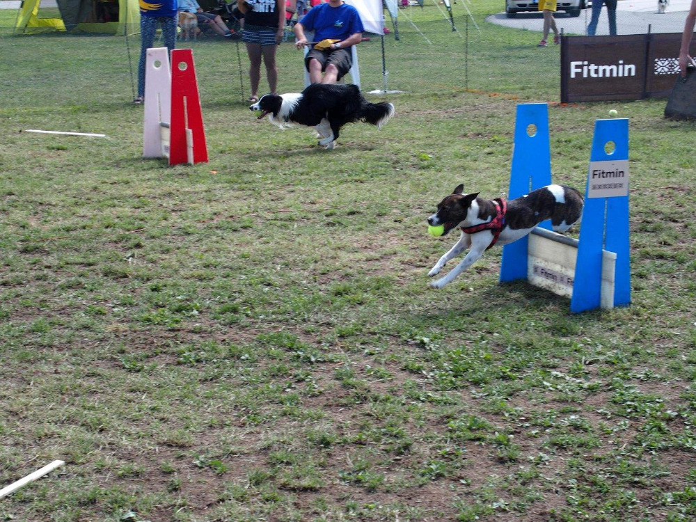 Flyball Flyball