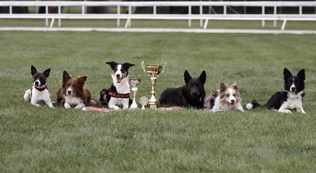Flyball_republika Flyball_republika
