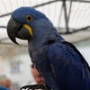 den otevřených dveří