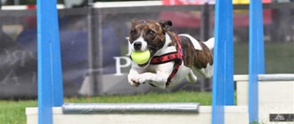 Flyball